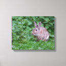 Recherche de lapins photographie Sauvage