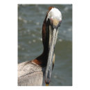 Suche nach pelican poster Tropisch