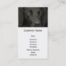 Recherche de chien de labrador cartes visite Mignon