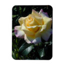 Suche nach friedensrose Rosen