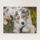 Recherche de australian shepherd puzzles Chien