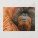 Suche nach pongo poster Ponginae