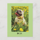 Recherche de de carlin cartes postales Chiot