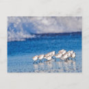 Recherche de pluvier cartes postales Océan