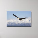 Suche nach adler leinwandbilder Alaska