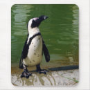 Suche nach afrikanischer vogel mousepads Foto