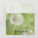 Recherche de pissenlit cartes postales Fleurs
