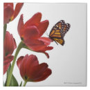 Suche nach tulpe fliesen Natur