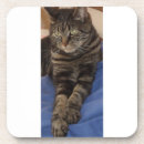 Suche nach backen untersetzer Katzen