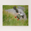 Recherche de macareux atlantique puzzles Oiseau