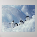 Suche nach antarctica poster Cold