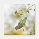 Recherche de lovebirds magnete Oiseaux