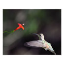 Recherche de rouge gorge posters Nature