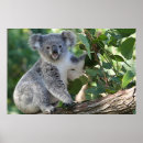 Suche nach australisch poster Koala