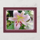 Suche nach liege postkarten Blume