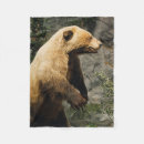 Suche nach grizzlybär decken Braunbär