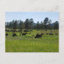 Suche nach amerikanischer bison postkarten Säugetier