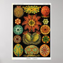 Suche nach ascidiae poster Ozean