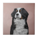 Recherche de races carreaux Canine