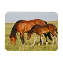 Suche nach kälte magnete Ranch