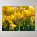 Recherche de tulipe jaune posters Fleurs