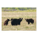 Suche nach bärenjunges poster Fotografie