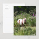 Suche nach shetland pony postkarten Stehend