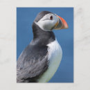 Suche nach arctica Papageitaucher
