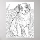 Suche nach australian shepherd poster Australisch