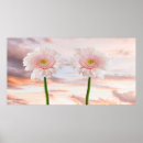 Suche nach gerbera blume poster Quelle