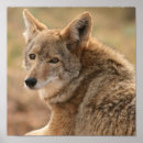 Suche nach coyote poster Wildtiere