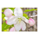 Suche nach blüte fotodruck Blüten
