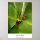 Suche nach bananen poster Fotografie