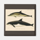 Suche nach delfin magnete Fisch