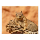 Suche nach chipmunk foto poster Fotografie