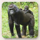Recherche de gorille dessous de verres Faune