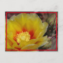 Suche nach gelbe blüten postkarten Kakteen