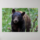 Recherche de ours dans un posters Nature