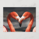 Suche nach flamingo liebe postkarten Vögel