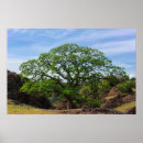 Suche nach oak tree poster Landschaft