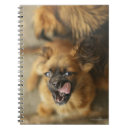 Suche nach pekingese Welpe