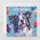 Recherche de border collie merle Colley