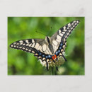 Suche nach papilio postkarten Schmetterling