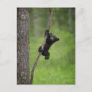 Recherche de fumée noire cartes postales Ursus americanus