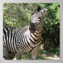 Suche nach zebra foto poster Safari
