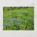 Recherche de fleurs de champ cartes postales Extérieur
