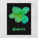 Recherche de bégonias cartes postales Bégonie