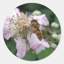 Recherche de voleurs autocollants Insecte