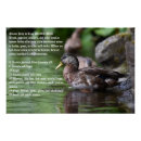 Recherche de canards posters Oiseaux