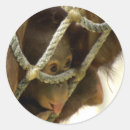 Recherche de orangs outans autocollants Animal